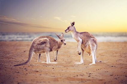 Australien - Känguruhs